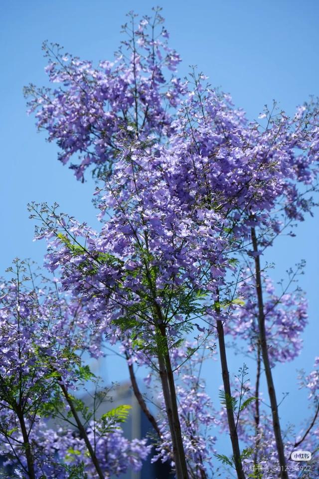 地铁直达！全部免费！成都15个被问爆的赏花地，蓝花楹三角梅美疯了