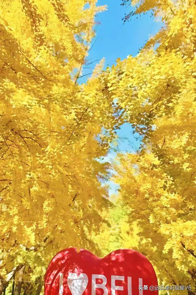 北京的银杏真的杀疯了！超美银杏瀑布，惊呆了整个秋天！