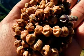 有女生和我一样喜欢这种“深坑鬼脸”百香籽吗？怎么才能盘红呢？图片