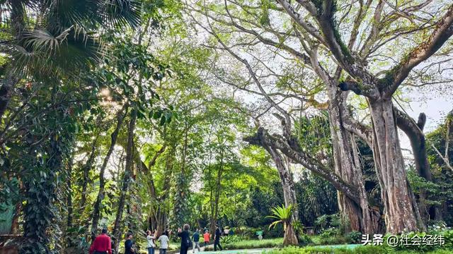 每日一景|百年榕树枝繁叶茂，瑞丽独树自成林海