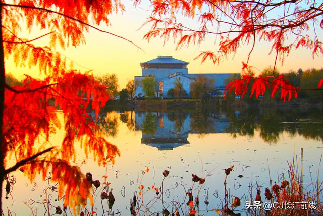 河南淮滨：湖畔杉红，游人来