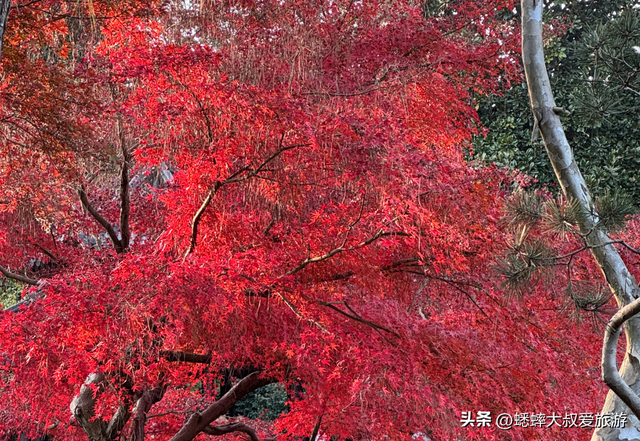 来了杭州“西湖枫景”才知道，原来中式氛围绝美优雅，可免费观赏
