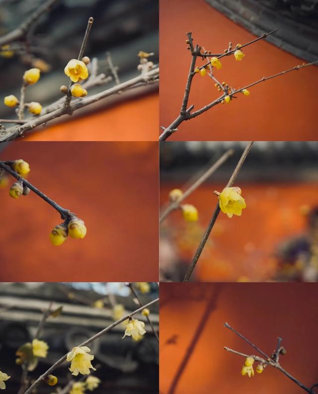 没想到北京卧佛寺 千年铜佛旁求offer 皇家寺庙成新晋求职打卡