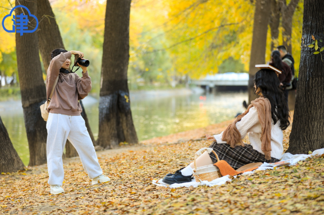 津渡秋色染金画，天津一公园迎来高光时刻！