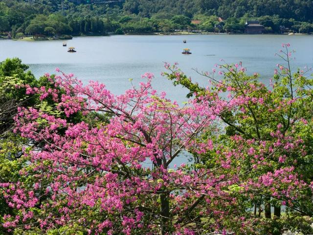 顺德冬日限定花海绽放 市民邂逅粉色浪漫