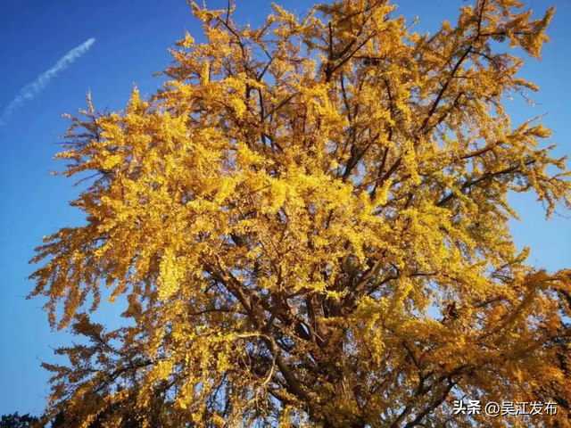 周末去打卡丨“杏”会！颜值高峰来了！