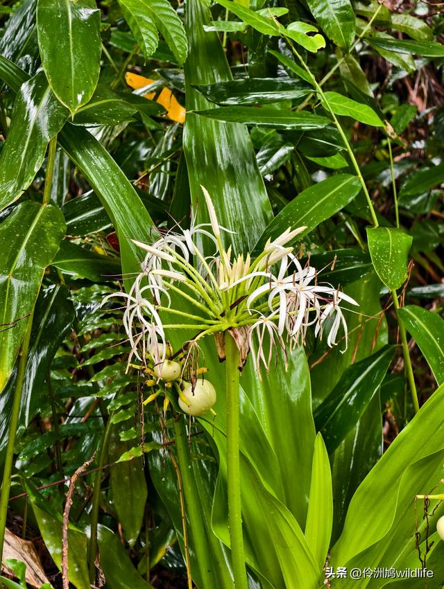 马来西亚(36)砂拉越州⑩峇哥国家公园夜间徒步体验