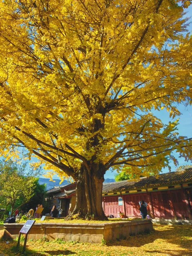 丽江480岁古银杏黄了!白沙古镇里藏着一个金色的浪漫