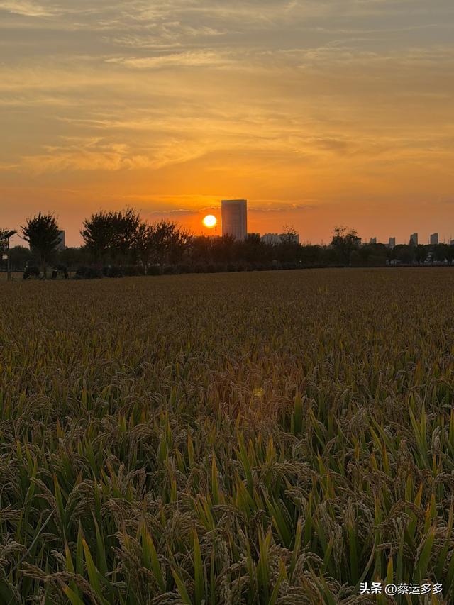 上海的乡村美得我头晕目眩