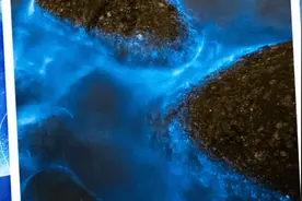 繁星入海！福建平潭现“蓝眼泪”奇观图片