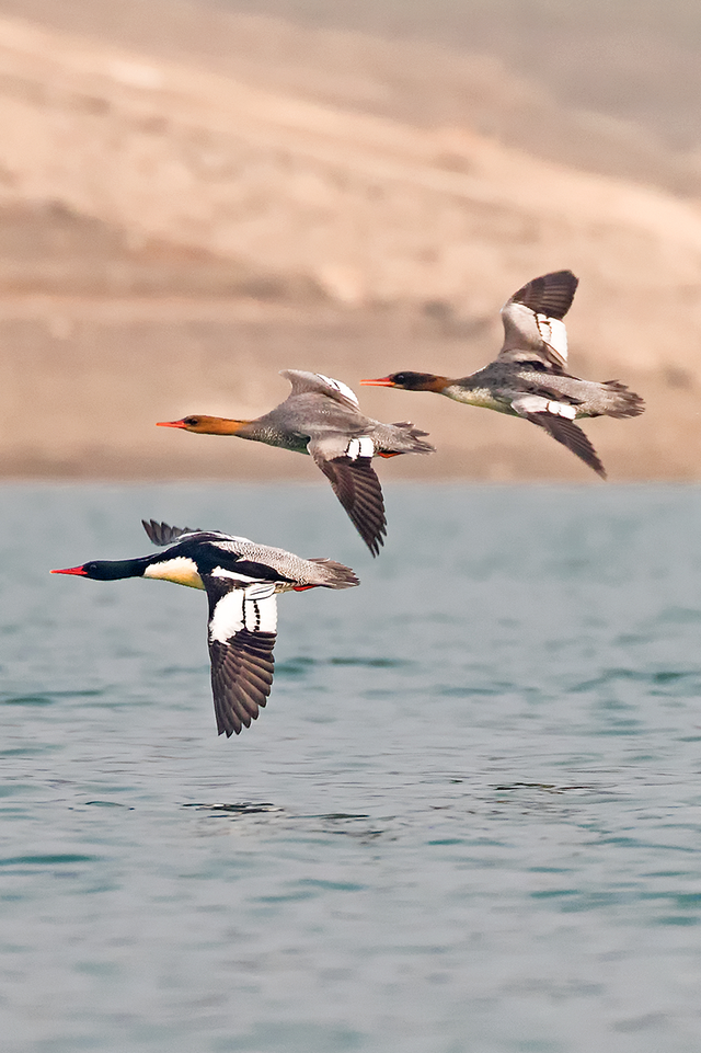 洈水的秋，慢了半拍，美了一倍