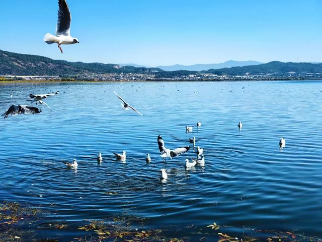 海鸥来了！丽江拉市海藏着冬天最治愈的邂逅