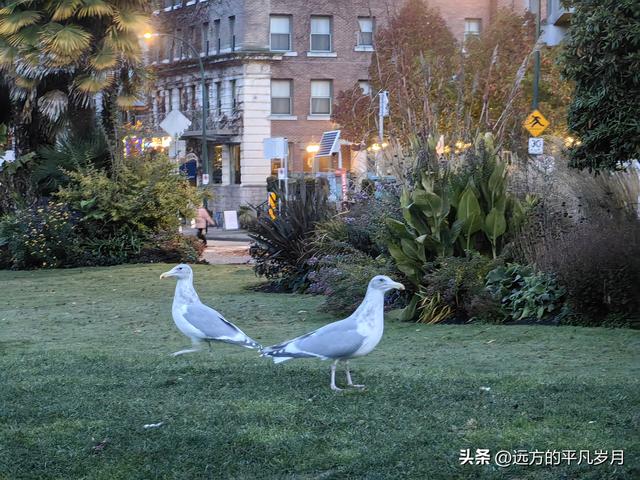 温哥华游记（四）