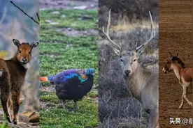 冬天来山南这些地方，偶遇这些可爱的高原精灵！图片