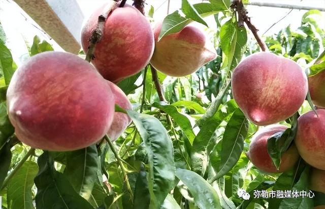 弥勒这里值得一去！好吃、好玩、好看…