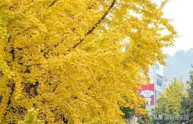 初冬恩施悄然变美，银杏枫树争相斗艳，我被这诗意时光深深震撼