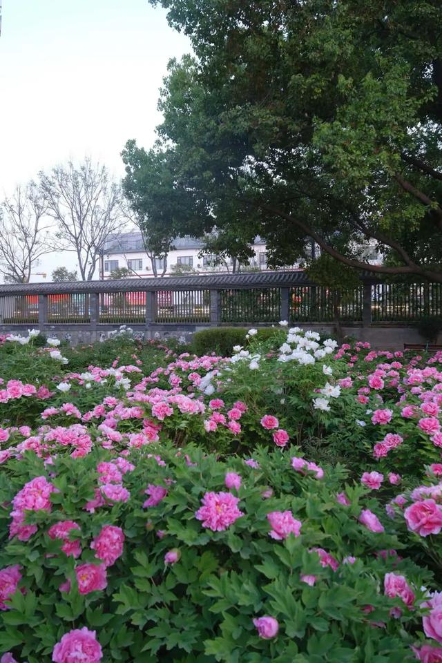 太期待了!接下来的洛阳,是这样的...