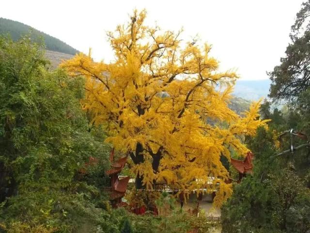 此刻的临沂，把清欢藏进风景里