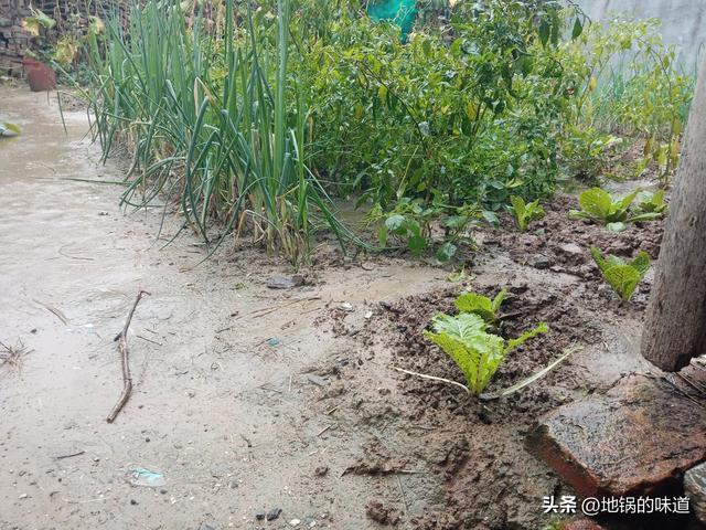 明日八月十五	，老人说最怕“八月十五一日雨	”，十五下雨啥预兆