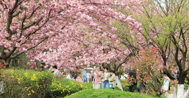 徽县：樱花节会醉游人