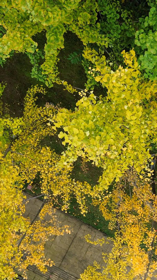 在眉山天府新区，遇见五彩斑斓的初冬！