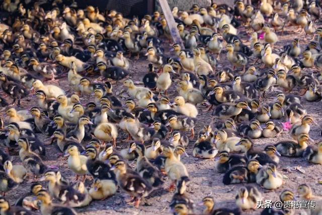 这个鲜花盛开的地方,去过的人都说好!