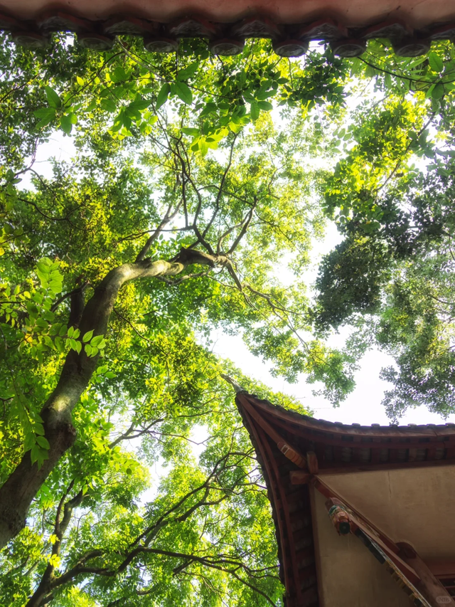20元住一晚包三餐的小众千年古寺，就在成都1.2h直达的这里！