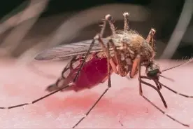 被蚊子叮咬以后，又痒又难受怎么办？教你快速止痒的小妙招图片