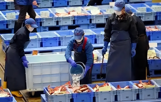 日本水产天塌了！6吨扇贝入华仅12天，首相一句话，871亿市场停摆