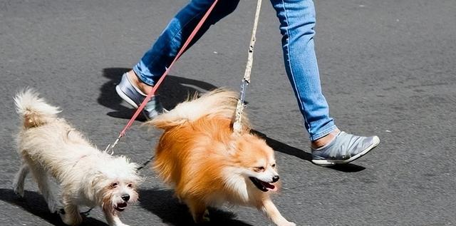 人大代表一席话问住养犬人：你的宠物狗	，凭什么让他人付出代价？