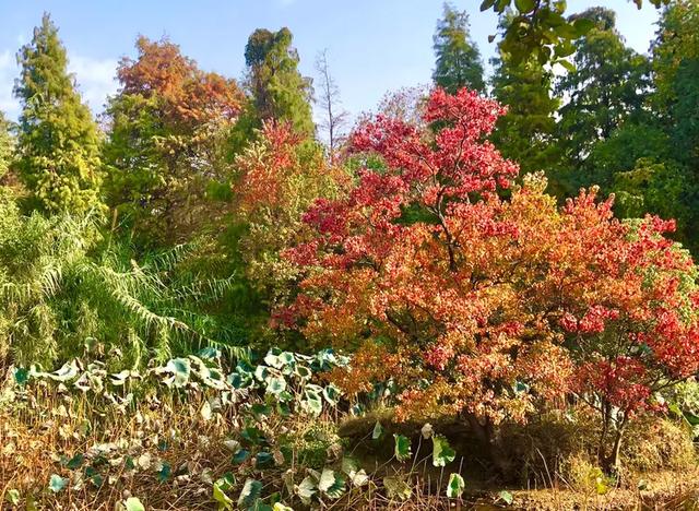 美篇：枫 叶 红 了