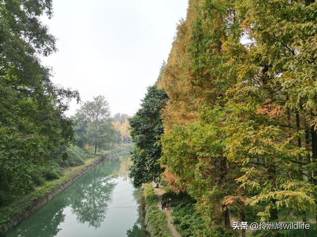 成都徒步（71）·昭觉寺银杏&升仙湖水杉