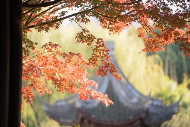 秋色限定!沪上园林已达颜值巅峰→