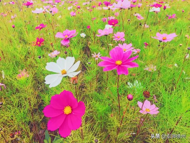 20亩花海，增添邳州暖意