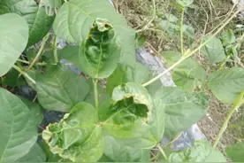 豆角卷叶莫乱用药！厨房三样救急宝，三天叶片舒展如初图片