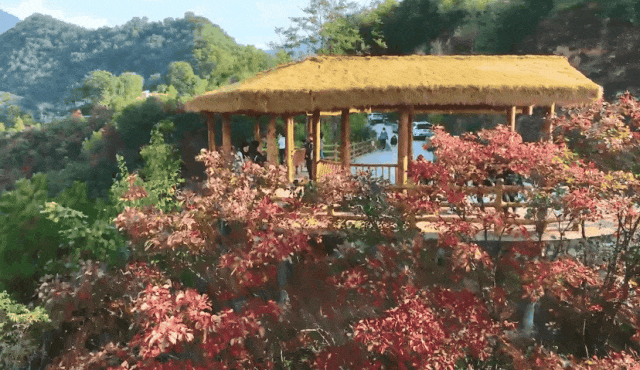 接下来的一个月，来汉中赏红叶就对了