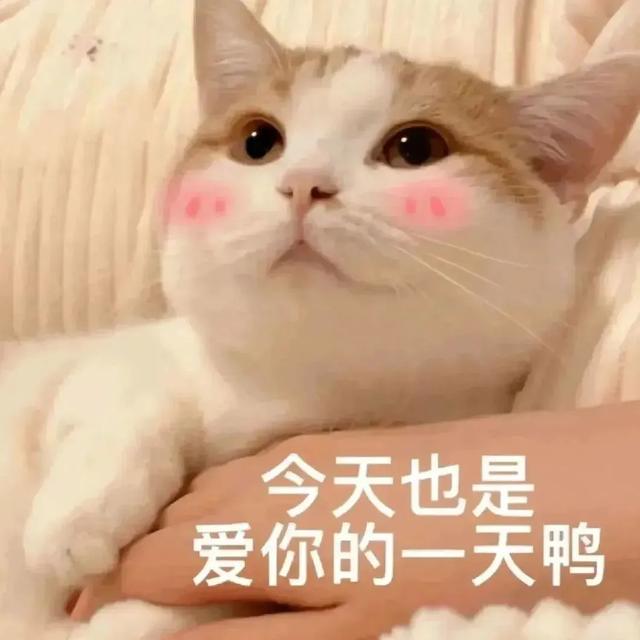 表情包 | 退网了 令人心寒