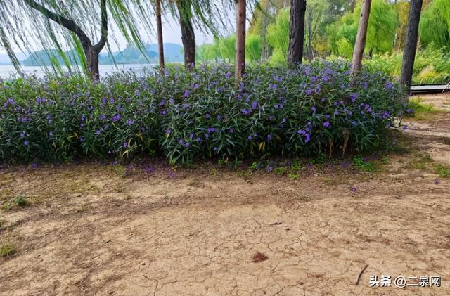 无锡渤公岛的那根网红木头已经没了