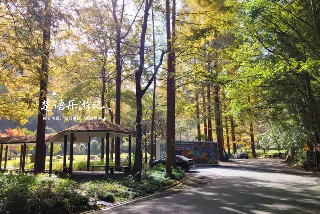 宁波这个丛林秘湖又火了，银杏与红枫美成油画，很适合拍照与休闲