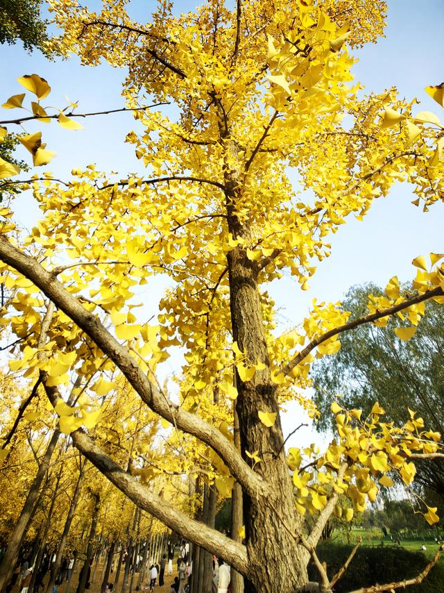 西安周末游丨这8个免费赏银杏叶好去处