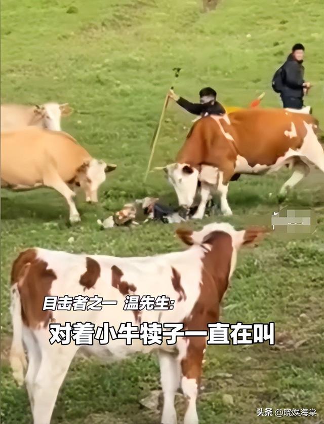 五台山游客被牛顶后：队友爆料，故意让狗挑逗小牛，当事人发声
