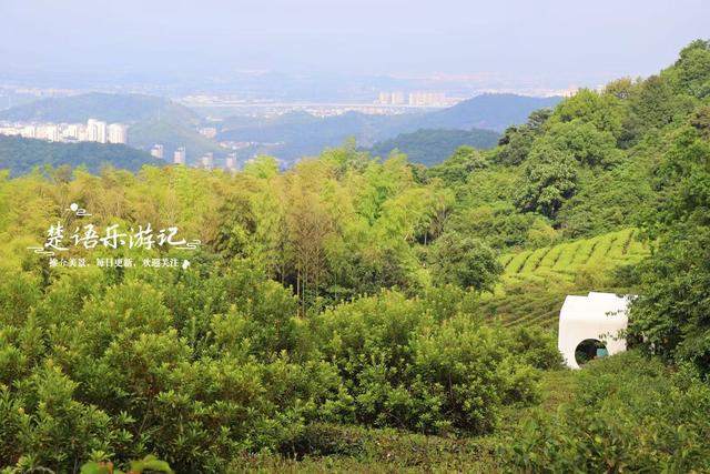 浙江宁波的登山步道，被人誉为宁波的满觉陇，丛林秘境真的太美了