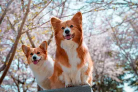 给狗狗绝育的最佳方法：简单而有效的选择图片