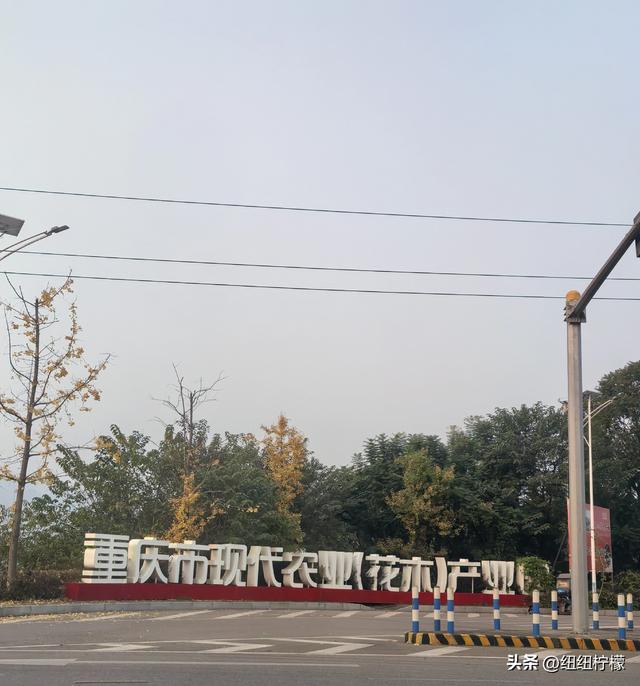 为看金黄美景和红墙，我来北碚静观走一趟，在塔坪寺和思乡台公园