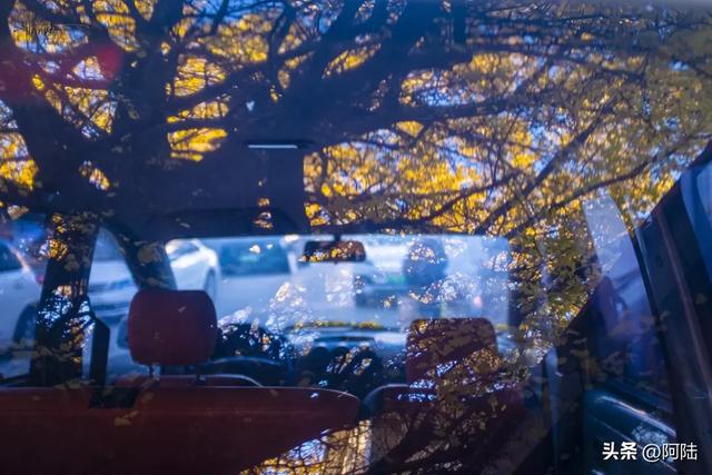 崇圣寺隔壁也有古银杏,就在三文笔村,长势更加风华正茂