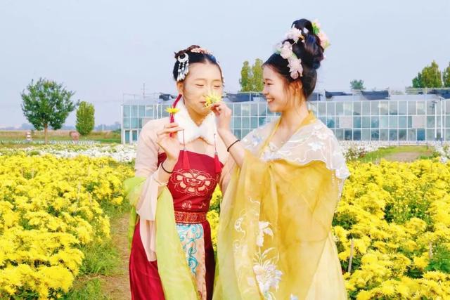 美翻！肥乡藏着一座菊园花海，美丽南赵等你来~