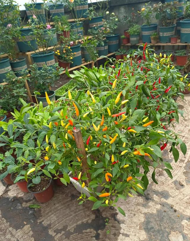 男子因“辣椒当花”引围观，不服来战，网友：小众美被你玩明白了