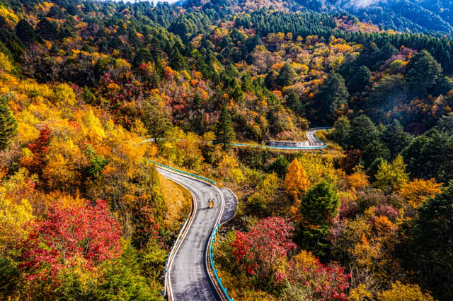 最佳观赏期！雅安的红叶彩林“封神”啦！