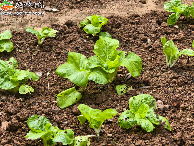 毛泽东同志故居菜园换季种新苗