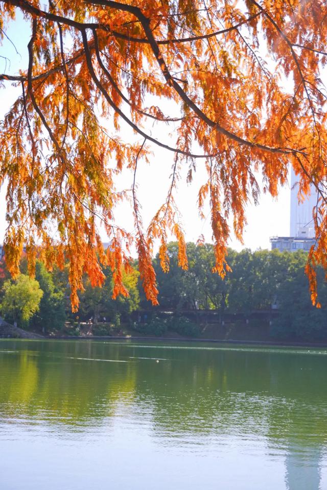 速报!长沙这个地方银杏浓度达100%,赏芦苇、砍甘蔗,遛娃惊喜超多